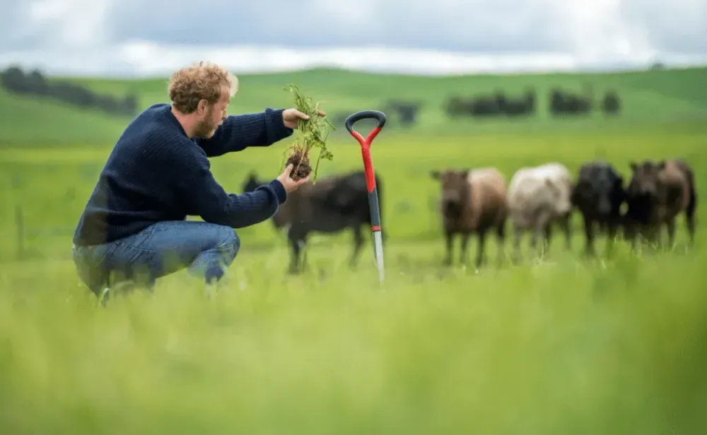 Farmer looking at plant growth in a farm